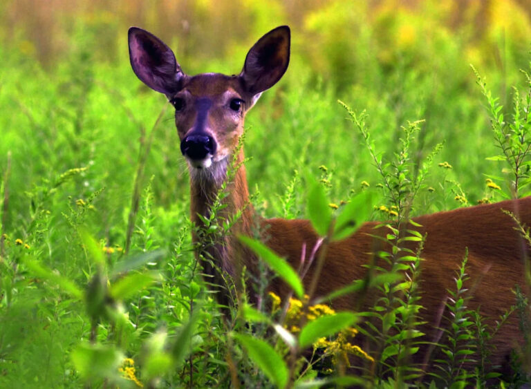 Обыкновенный олень найден в округе Колумбия