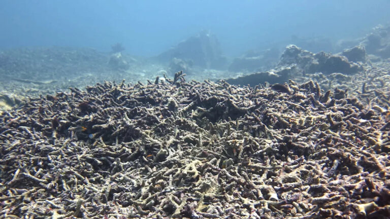 Исследователи бьют тревогу после катастрофического открытия в океане: «Гонка продолжается»