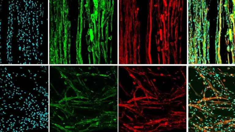 Ученые 3D-печатью распечатали мышечную ткань в условиях микрогравитации. Цель — сделать органы человека с нуля