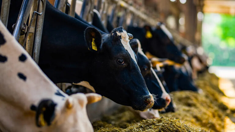 Самая большая говядина в истории стоила этой компании больше денег