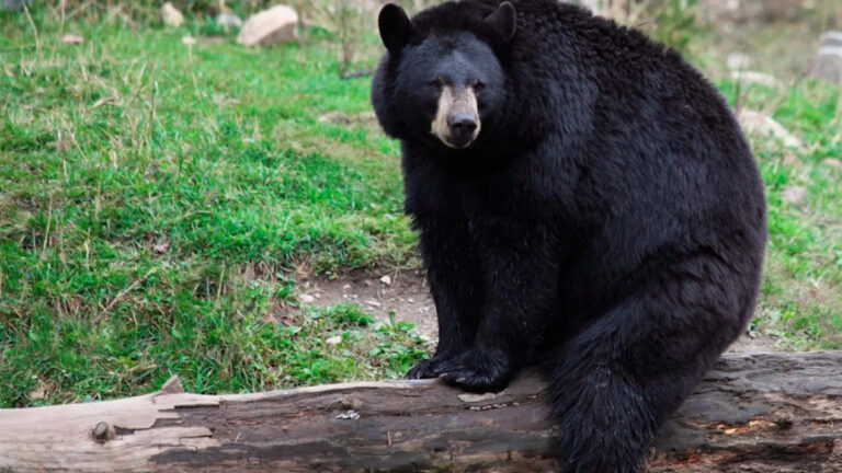 12 стран с самым большим количеством черных медведей