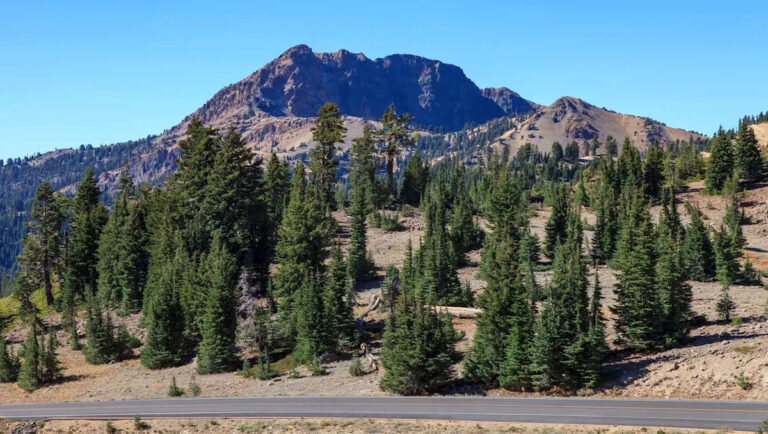 Специально обученные собаки сделали потрясающее открытие в природной зоне США: «Только что взорвались»