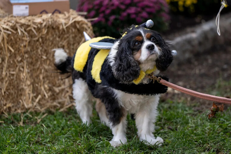 Собаки сейчас повсюду, но не могли бы вы принести их в продуктовый магазин в Нью-Джерси?