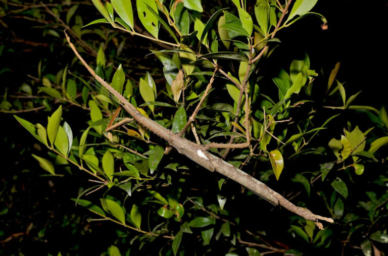 Этот колоссальный жук-палка реален. Сколько еще насекомых-монстров там?