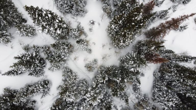 Сенатор Кертис продвигает Закон о Исправлении Наших Лесов