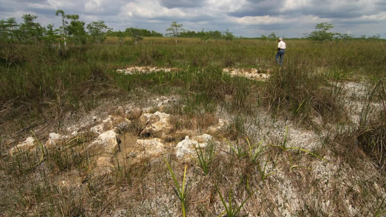 Тревожное видео гигантского змеиного гнезда в неожиданном месте вызывает страх: «Они невероятно защищают»