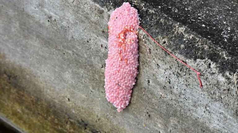 Чиновники предупреждают о маленьких розовых каплях, распространяющихся по всему штату: «Один из худших в мире»