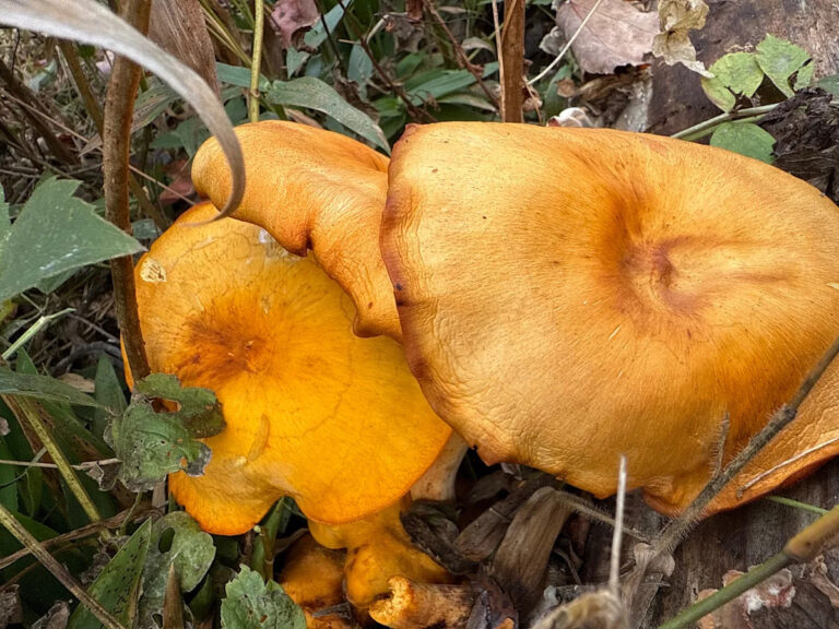 Светящиеся грибы Хэллоуина — The Halloween’s Slighting Fungi: Nature News