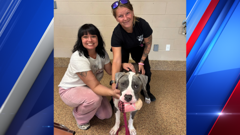 Фонд TJO Animals собрал более 57 000 долларов США, помогая 18 домашним животным найти дома