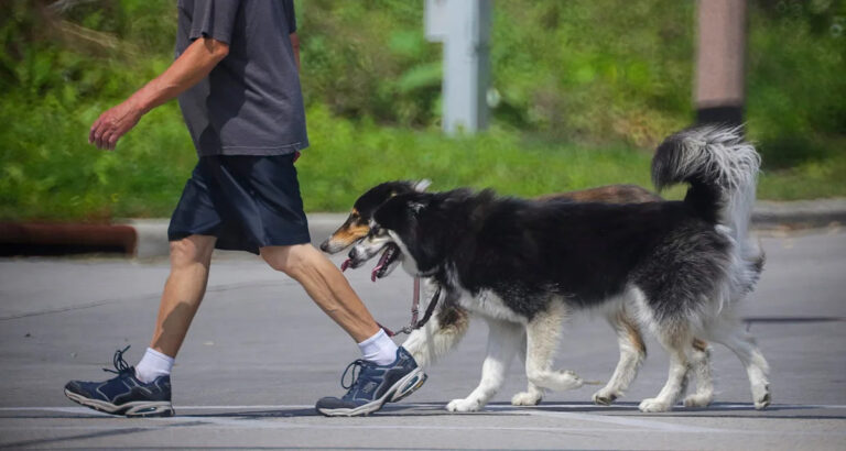 В Алабаме запрещены любые породы собак? Вот что говорит закон штата Ал