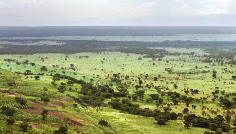Власти предупреждают об агрессивном росте в национальном парке: «Создана путаница»