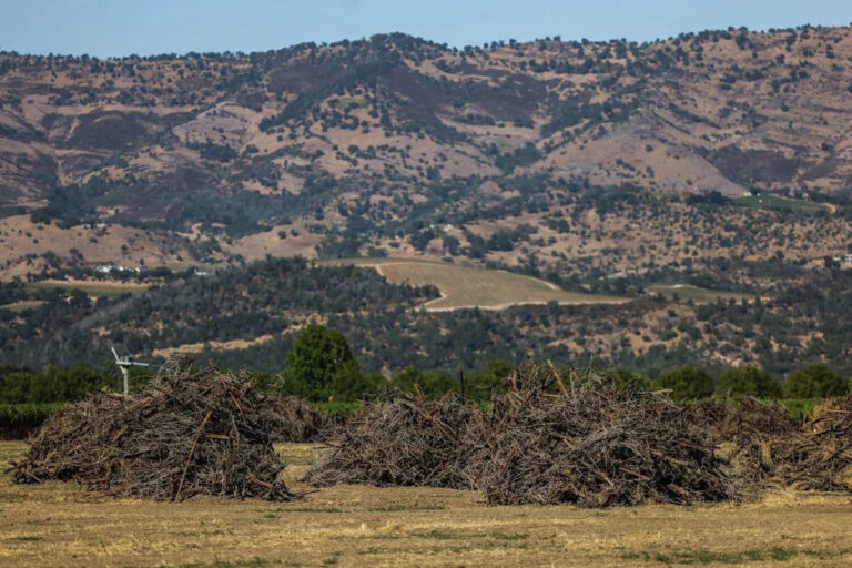 В Калифорнии слишком много виноделен