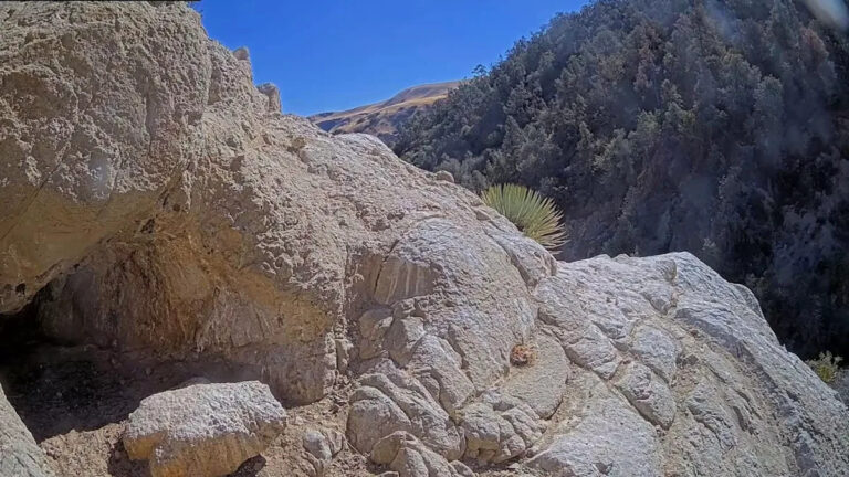 Камеры тропы запечатлели редкий взгляд на виды, которые почти исчезли: «Так взволнованы»