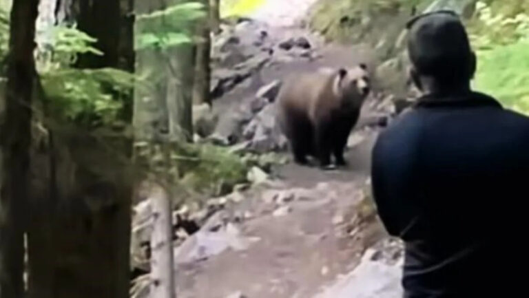 Видео, которое останавливает сердце, показывает, как медведь гризли подходит к туристу в Национальном парке Глейшер: «Не стоит их недооценивать»