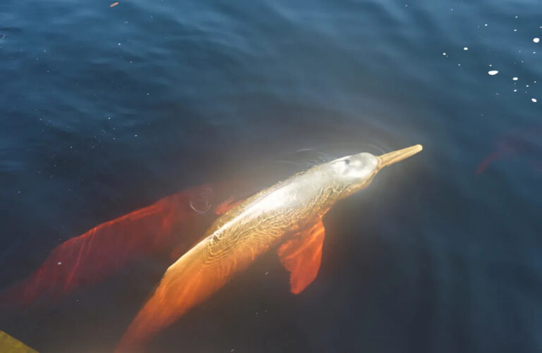 Исследователи документируют массовое вымирание розовых существ, когда озера достигают невыносимых температур в горячих ваннах: Мы даже не могли положить пальцы в воду.