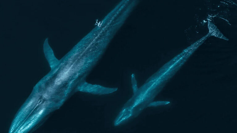 Летать с китами: дроны переделывают исследования морских млекопитающих