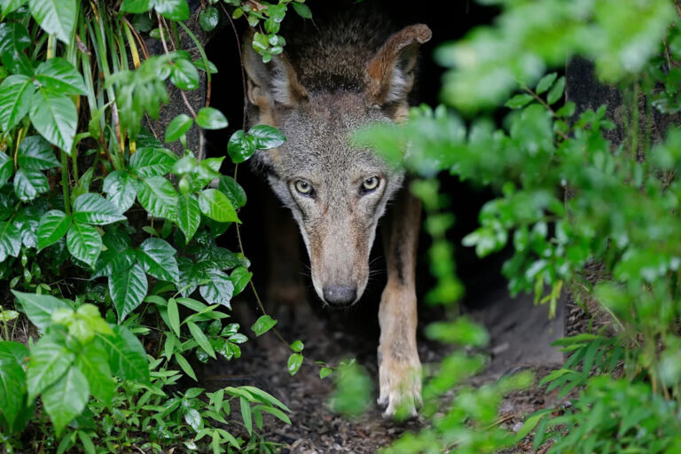 Не передвигайте цели на исчезающих красных волках