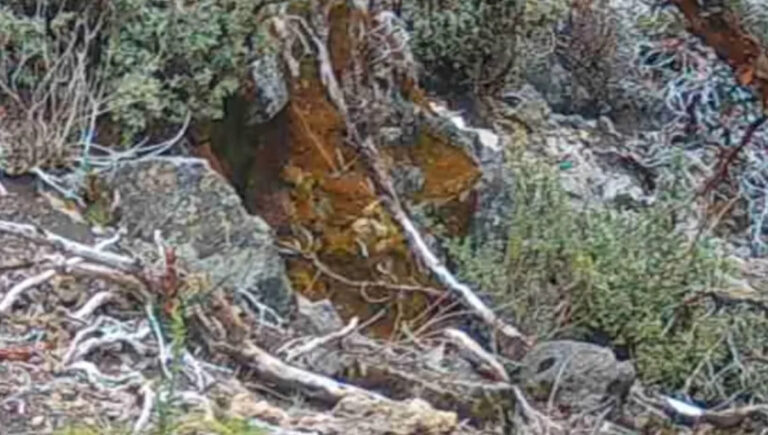 Камеры тропы запечатлели невероятно редкие кадры неуловимой горной семьи: «Взгляд в их тайную жизнь»