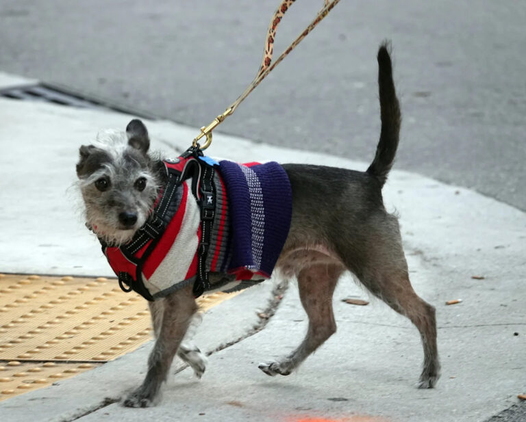 Холодный всплеск: температура в Южной Флориде понизится