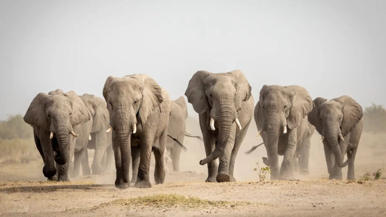 Стадо слонов покидает путь разрушения после буйства через город: «Они сломали стены»