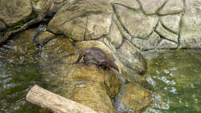 Ученые ошеломлены тем, что редкие виды появляются спустя почти 200 лет: «Мы можем, наконец, подтвердить»