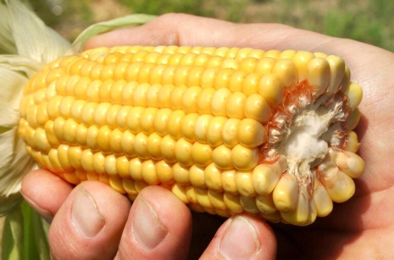 «Кукурузный пот» вызывает очень влажное лето в Канзас-Сити?