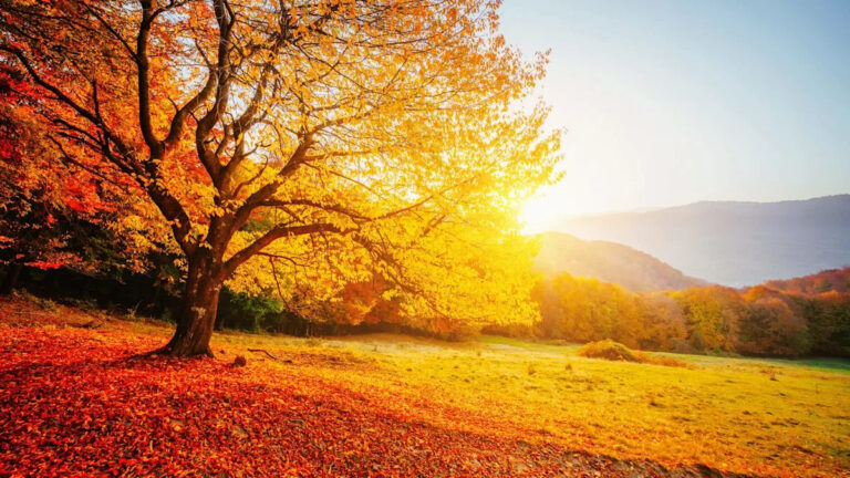 Ученые определили основной фактор аномально теплой осенней погоды: «Это имеет большое значение»