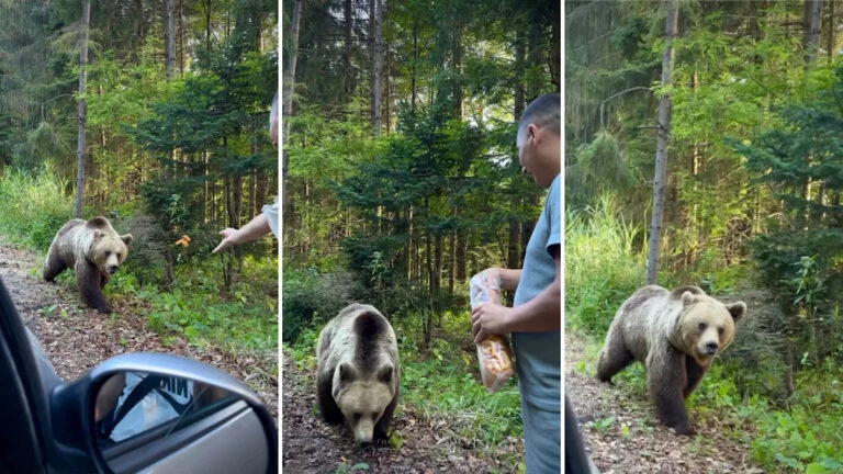 Водитель рассказывает о страшной встрече незнакомца с диким медведем: «Надеюсь, он усвоит урок»