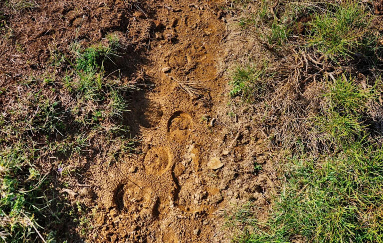 Школьники госпитализированы после нападения диких животных на пешеходную тропу: «Мы опустошены»