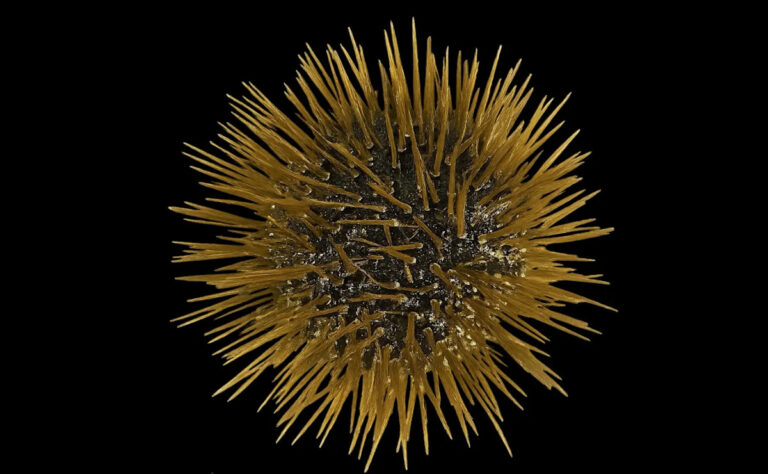 Все тела морских урчинов покрыты шипами