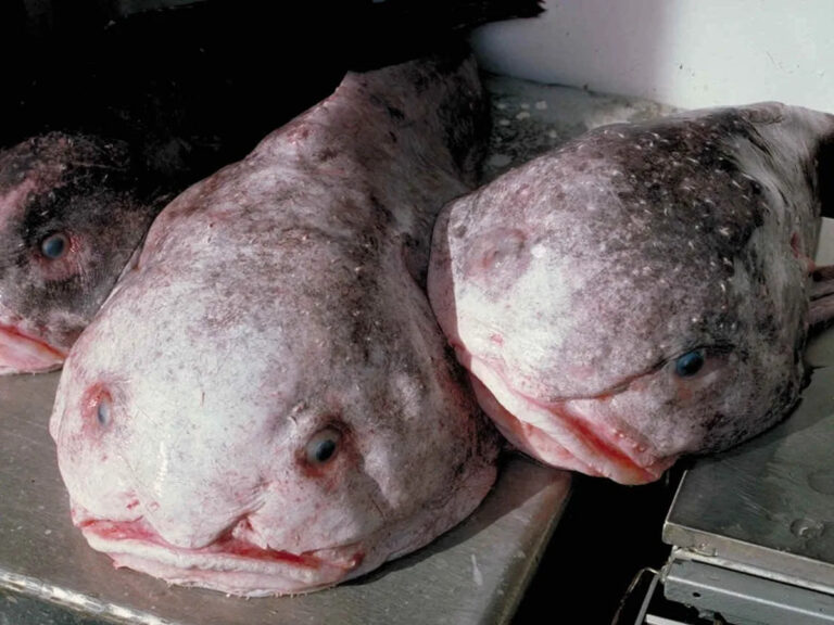 15 странных существ со дна океана, которые похожи на инопланетян